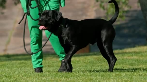 犬が飼い主の命令に従う公園の散歩で大きなケインコルソの黒い犬を訓練する女性 — ストック動画