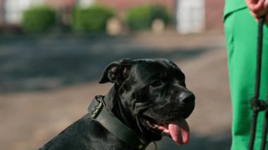 Siyah bir köpek, parkta yürürken büyük bir baston korsoya sahip. Çimen portresi üzerinde oynuyor ve dinleniyor.