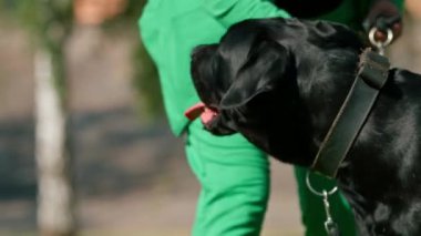 İtaatkar bir köpek, büyük bir değnek soyundan, antrenman parkında yürüyüş yaparken eğitmenine emirler yağdırır.