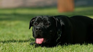 Siyah bir köpek, parkta yürürken büyük bir baston korsoya sahip. Çimen portresi üzerinde oynuyor ve dinleniyor.