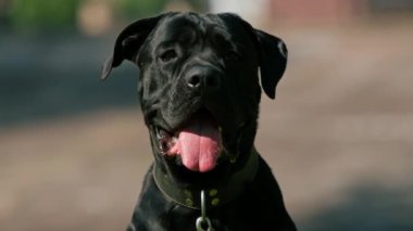 Siyah bir köpek, parkta yürürken büyük bir baston korsoya sahip. Çimen portresi üzerinde oynuyor ve dinleniyor.
