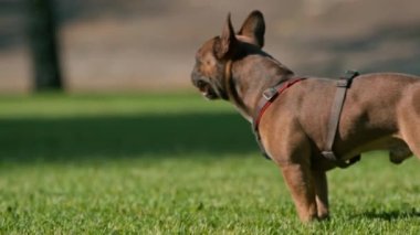 Küçük sevimli bir buldog tasması takmış parkta yürüyor ve köpek portresi oynuyor.