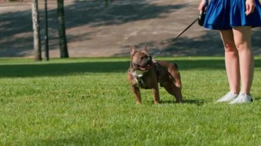 Parkta bir buldogla yürüyüşe çıkmış güzel bir kız tasmalı şirin bir köpekle oynuyor.