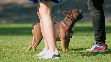 Bir aile, parkta bir buldog köpeğiyle yürüyüşe çıkmış. Sahipleri küçük sevimli bir köpekle oynuyorlar.