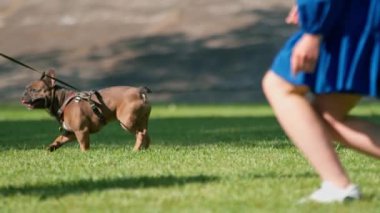 Bir aile, parkta bir buldog köpeğiyle yürüyüşe çıkmış. Sahipleri küçük sevimli bir köpekle oynuyorlar.