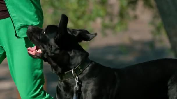 一只大狗在训练场散步时袭击了训练者并想咬女人 — 图库视频影像