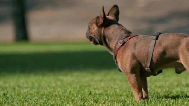 Kleine Süße Französische Bulldogge Der Leine Auf Einem Spaziergang Park — Stockvideo