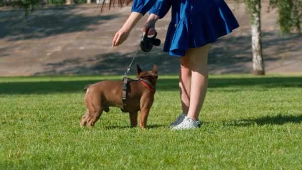 在公园里和法国斗牛犬散步的一个漂亮姑娘和一条可爱的小狗在一起玩耍 — 图库视频影像