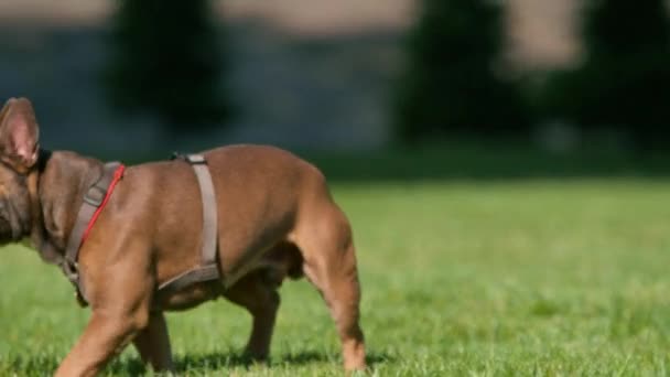 Красива Дівчина Прогулянці Французьким Бульдогом Парку Грає Милою Собакою Повідку — стокове відео