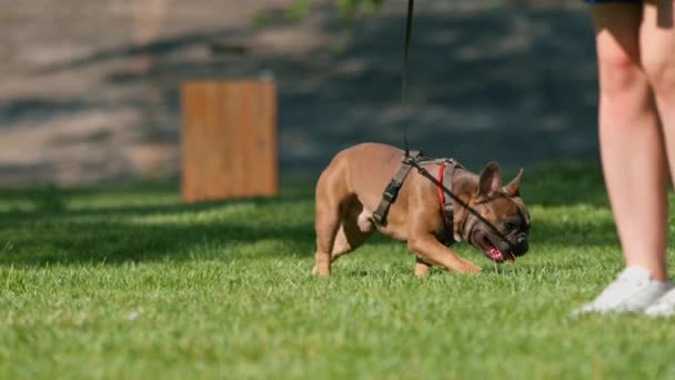在公园里散步的小可爱的法国斗牛犬 在草地上玩耍狗的肖像 — 图库视频影像