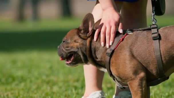 Liten Söt Fransk Bulldogg Koppel Promenad Parken Leka Och Hund — Stockvideo