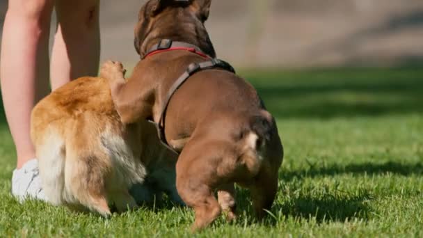 Small Funny Cute Dogs French Bulldog Corgi Walk Park Playing — Stock Video