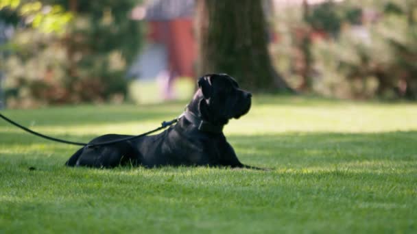 在公园散步时 一只大型手杖的黑狗在游玩 靠在草地上的肖像画上 — 图库视频影像