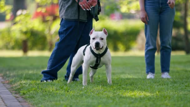 Hermoso Perro Blanco Pit Bull Staffordshire Terrier Paseo Por Parque — Vídeos de Stock
