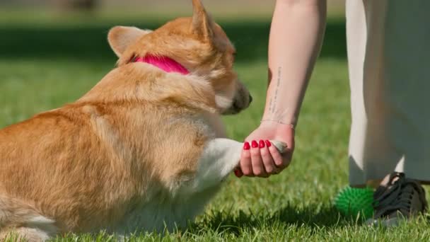 Młoda Dziewczyna Trenuje Corgi Dog Parku Pies Słucha Polecenia Mistrza — Wideo stockowe
