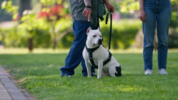 Vakker Hvit Hund Pit Bull Staffordshire Terrier Tur Parken Bånd – stockvideo