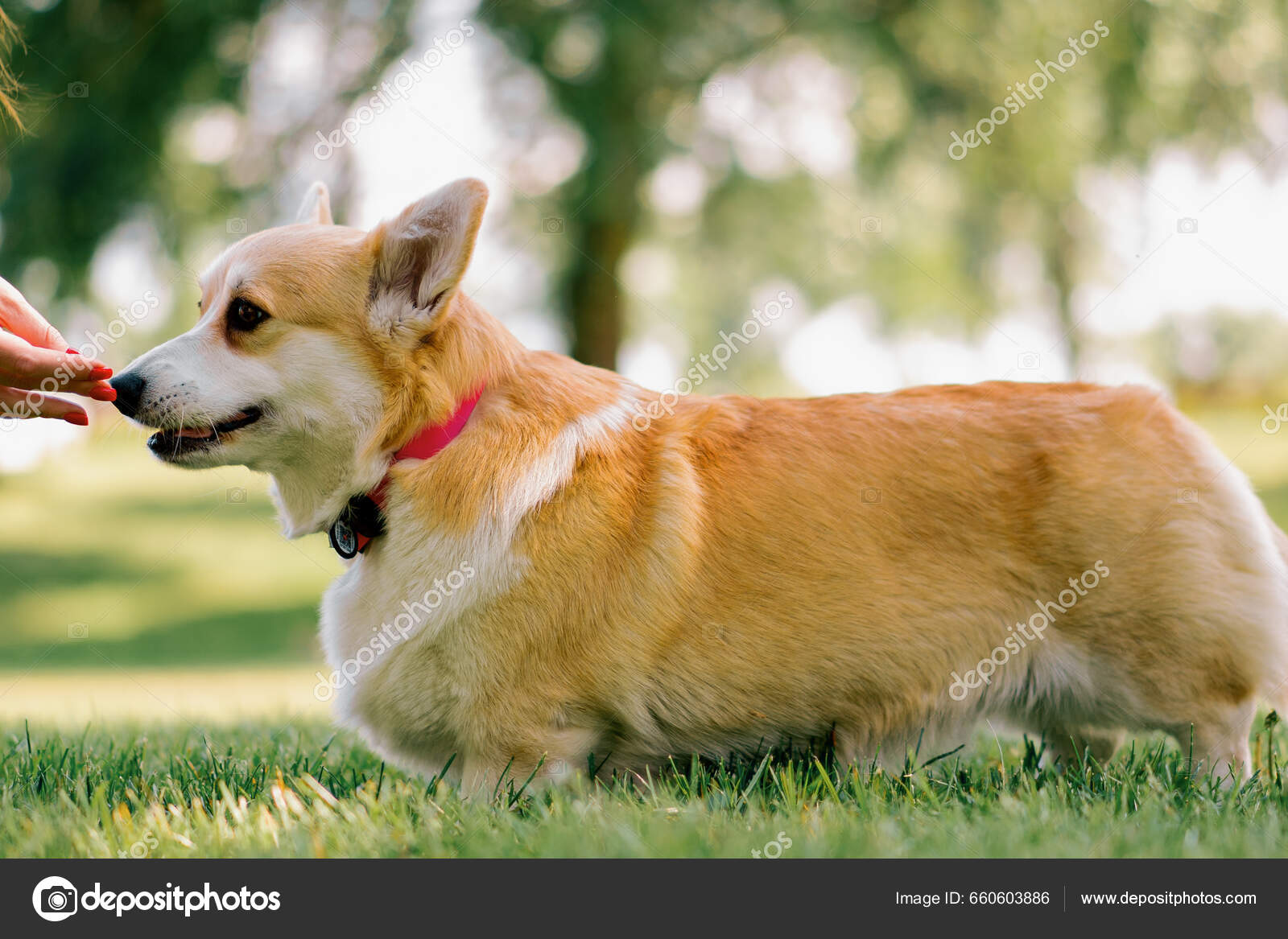 Portrait Small Red Haired Cute Fluffy Corgi Dog Walking Park