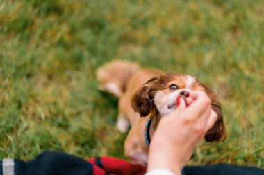 Küçük sevimli köpek, sahibini parkta gezintiye çıkarmış. Kız, kumandayı tamamlamak için evcil hayvana ikramda bulunuyor.