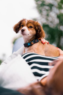 Parkta gezintiye çıkmış küçük, sevimli bir köpek. Evcil hayvan. Mutlu bir arkadaşlık.