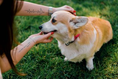 Parkta yürüyen küçük, kızıl tüylü, sevimli bir Corgi köpeğinin portresi. Doğadaki hayvanın sahibi tarafından okşanıyor.