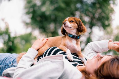 Parkta gezintiye çıkmış küçük, sevimli bir köpek. Evcil hayvan. Mutlu bir arkadaşlık.