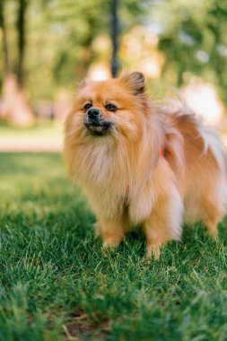 Küçük, kızıl saçlı, tüylü, pomeranya tükürüğü tüküren bir köpeğin portresi parkta yürüyen hayvanların doğasına yakın plan.