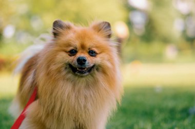 Küçük, kızıl saçlı, tüylü, pomeranya tükürüğü tüküren bir köpeğin portresi parkta yürüyen hayvanların doğasına yakın plan.