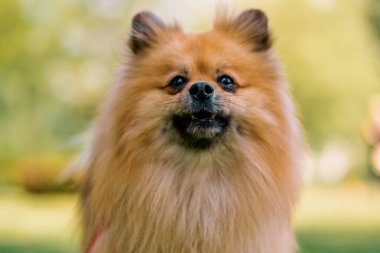 Küçük, kızıl saçlı, tüylü, pomeranya tükürüğü tüküren bir köpeğin portresi parkta yürüyen hayvanların doğasına yakın plan.