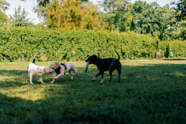 Büyük cinsli ve farklı renkte köpekler eğitim sahasında çimenlerde birlikte koşan bir oyuncakla oynuyorlar.