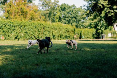 Büyük cinsli ve farklı renkte köpekler eğitim sahasında çimenlerde birlikte koşan bir oyuncakla oynuyorlar.