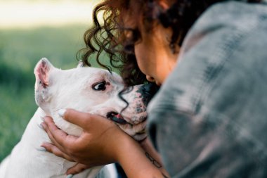 Pitbull cinsinin güzel beyaz köpeği Staffordshire Teriyeri parkta yürürken sahibi köpeği burnundan öpüyor.