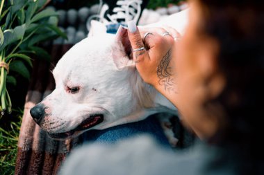 Pit bull cinsi güzel beyaz bir köpeğin portresi. Staffordshire Teriyeri parkta yürüyor. Sahibi onu okşuyor.