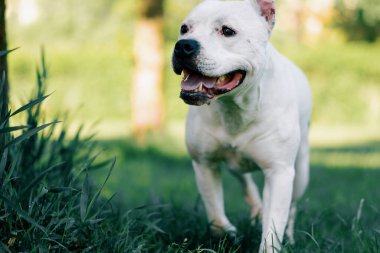 Pitbull cinsi güzel beyaz bir köpeğin portresi. Staffordshire Teriyeri parkta dinleniyor.