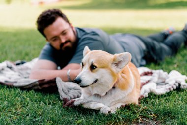 Sakallı adam evcil Corgi köpeğiyle parkta dinleniyor. Yaz pikniğinde yatıyor.