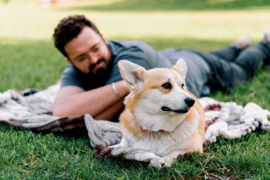 Sakallı adam evcil Corgi köpeğiyle parkta dinleniyor. Yaz pikniğinde yatıyor.