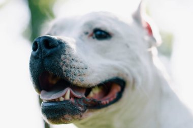 Pitbull cinsi güzel beyaz bir köpeğin portresi. Staffordshire Teriyeri parkta dinleniyor.