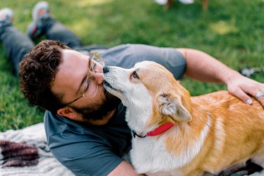 Sakallı adam evcil Corgi köpeği ile parkta dinleniyor ve sahibinin yaz pikniğini yalıyor.