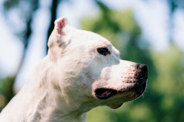 Pitbull cinsi güzel beyaz bir köpeğin portresi. Staffordshire Teriyeri parkta dinleniyor.