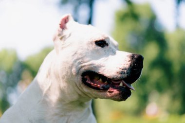 Pitbull cinsi güzel beyaz bir köpeğin portresi. Staffordshire Teriyeri parkta dinleniyor.