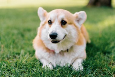 Küçük, kızıl tüylü, sevimli, tüylü bir Corgi köpeğinin portresi. Parkta yürüyen hayvanlar. Doğa yakın plan.
