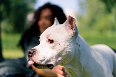 Pitbull cinsi güzel beyaz bir köpeğin portresi. Staffordshire Teriyeri parkta dinleniyor.