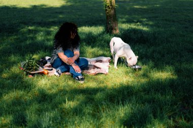 Pitbull 'un güzel beyaz köpeği, parkta yürüyüş yapan, kaseden su içen, Stamfordshire Teriyeri yetiştiriyor.