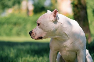 Pitbull cinsi güzel beyaz bir köpeğin portresi. Staffordshire Teriyeri parkta dinleniyor.