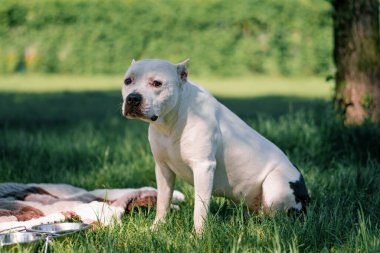 Pitbull cinsi güzel beyaz bir köpeğin portresi. Staffordshire Teriyeri parkta dinleniyor.