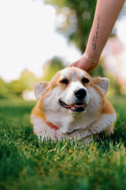 Parkta yürüyen küçük, kızıl tüylü, sevimli bir Corgi köpeğinin portresi. Doğadaki hayvanın sahibi tarafından okşanıyor.