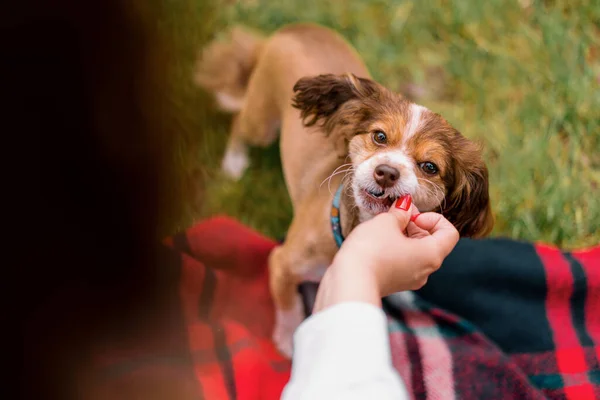 Liten Rolig Söt Hund Med Ägaren Promenad Parken Flicka Ger — Stockfoto