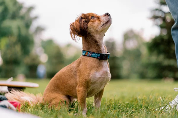 Porträtt Liten Rolig Söt Hund Krage Promenad Parken Husdjur Tittar — Stockfoto