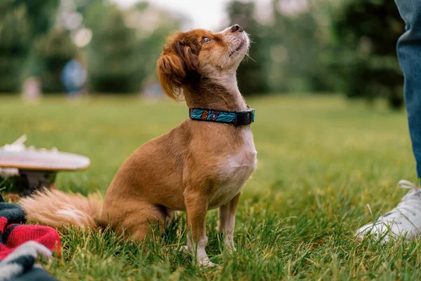 Porträtt Liten Rolig Söt Hund Krage Promenad Parken Husdjur Tittar — Stockfoto