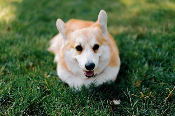 Portrait Small Red Haired Cute Fluffy Corgi Dog Walking Park — Stock Photo, Image