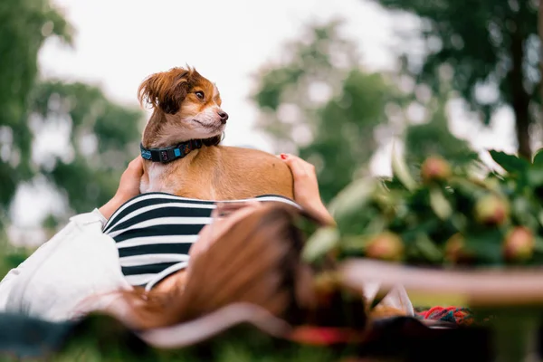 Liten Rolig Söt Hund Med Ägare Promenad Parken Flicka Husdjur — Stockfoto